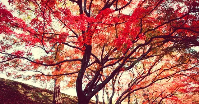 Fall Colours Peak in Gatineau Park Before Thanksgiving