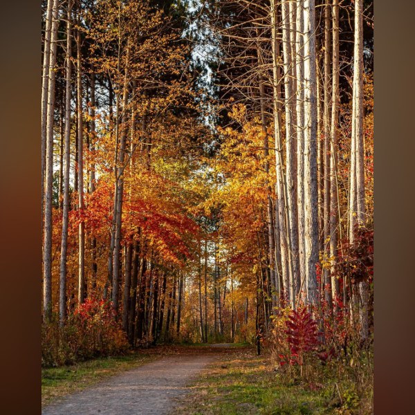 4 Greenbelt Trails to Catch Ottawa's Fall Colours Right Now