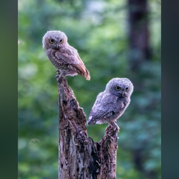 Spotted a Screech Owl in Ottawa? Here's How to Behave Around It